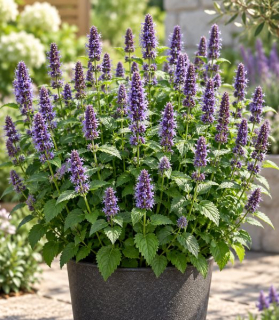 Agastache ‘Blue Fortune’